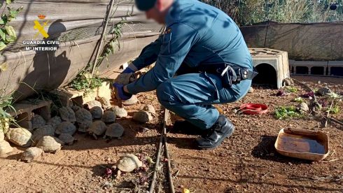 Record number of illegally-kept 'protected' turtles found on farm in Spain