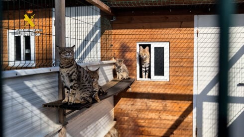 Exotic animal traffickers charged €60k for a panther with Mallorca couple running sales via social media